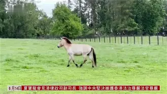 开云体育中国-捷克纽伦堡客场被科特布斯击溃